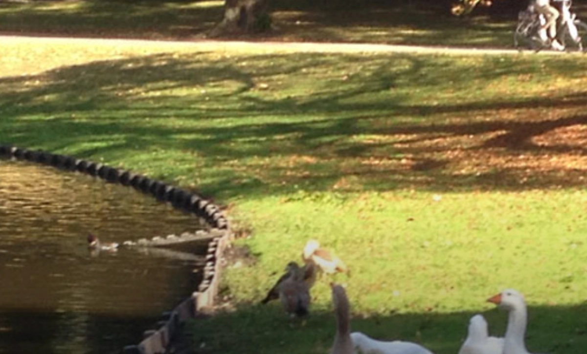 Noorderplantsoen Nature Excursion